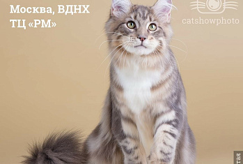 Международная выставка кошек "Летний Кубок "Валенсии"! в Москве 30-31 июля 